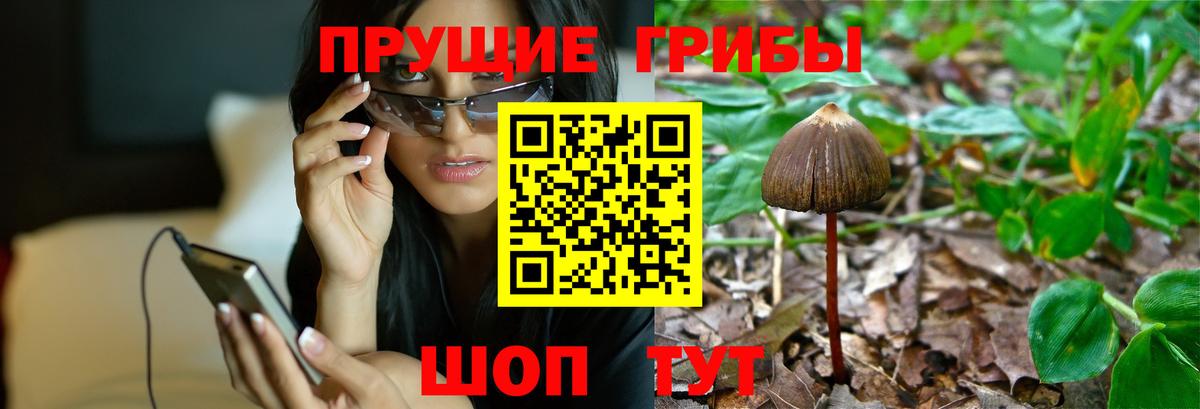 Галлюциногенные грибы Cubensis Алексеевка